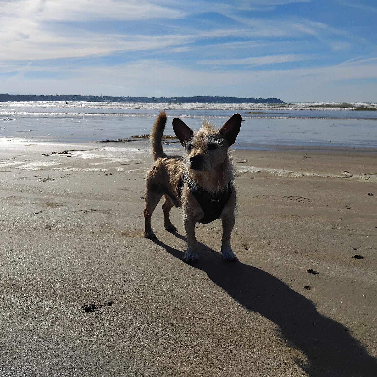 Mistic participe au concours pour gagner de l'argent avec cette photo : dog, beach, ocean, shoreline, sand, sunlight, shadow, sky, clouds, water, waves, outdoors, seaside, coast, animal, pet, standing, harness, scruffy_fur, portrait
