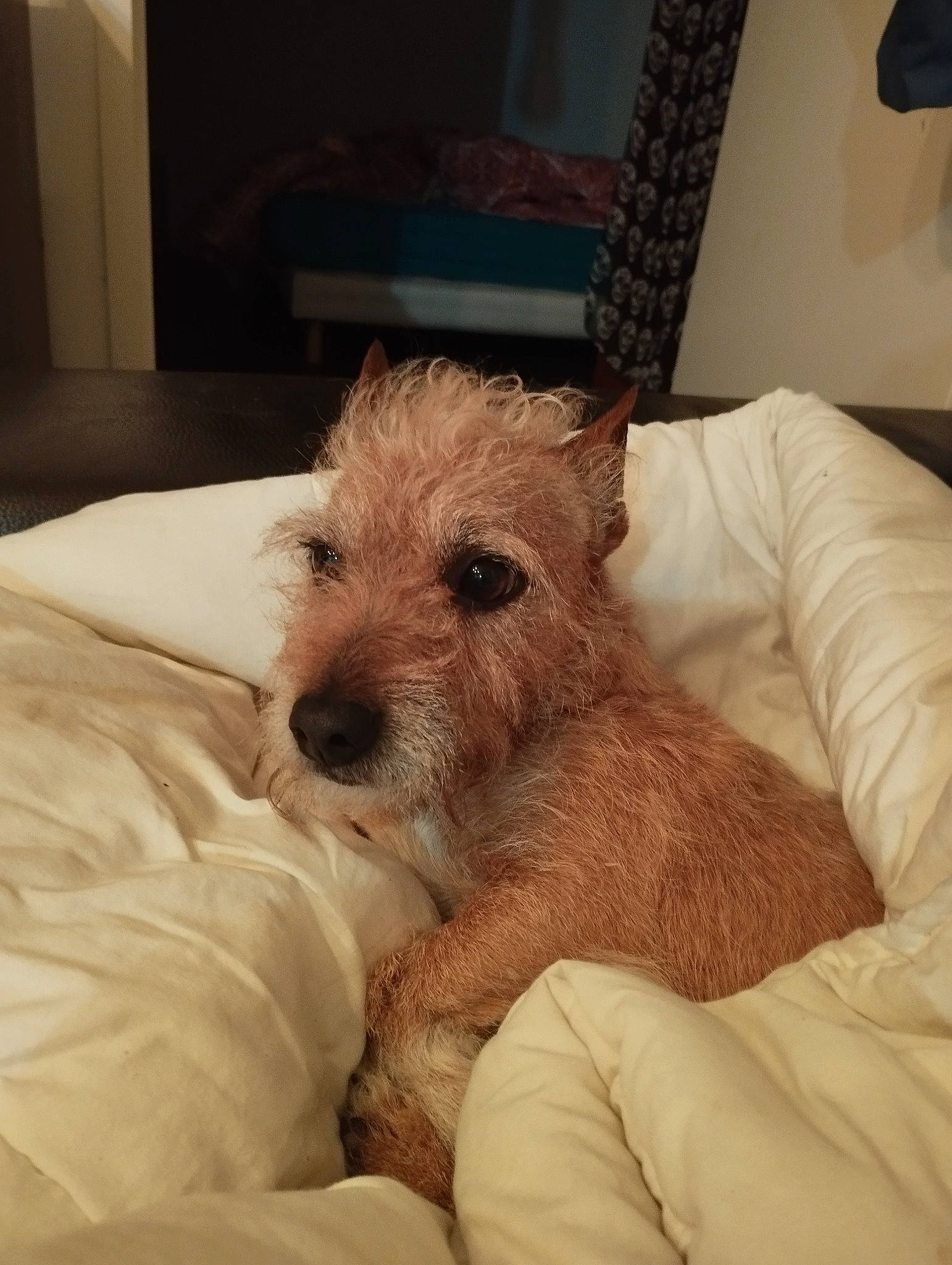 Mystic participe au concours pour gagner de l'argent avec cette photo : canidae, carnivore, comfort, companion_dog, dog, dog_breed, ear, fawn, fur, irish_terrier, picture_frame, small_terrier, snout, sporting_group, terrestrial_animal, terrier, toy_dog, whiskers, working_animal, working_terrier