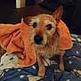animal, bed, blanket, brown, comfort, cozy, cute, dog, ears, expression, eyes, fur, indoor, looking_up, paw, pet, resting, small_dog, snout, towel