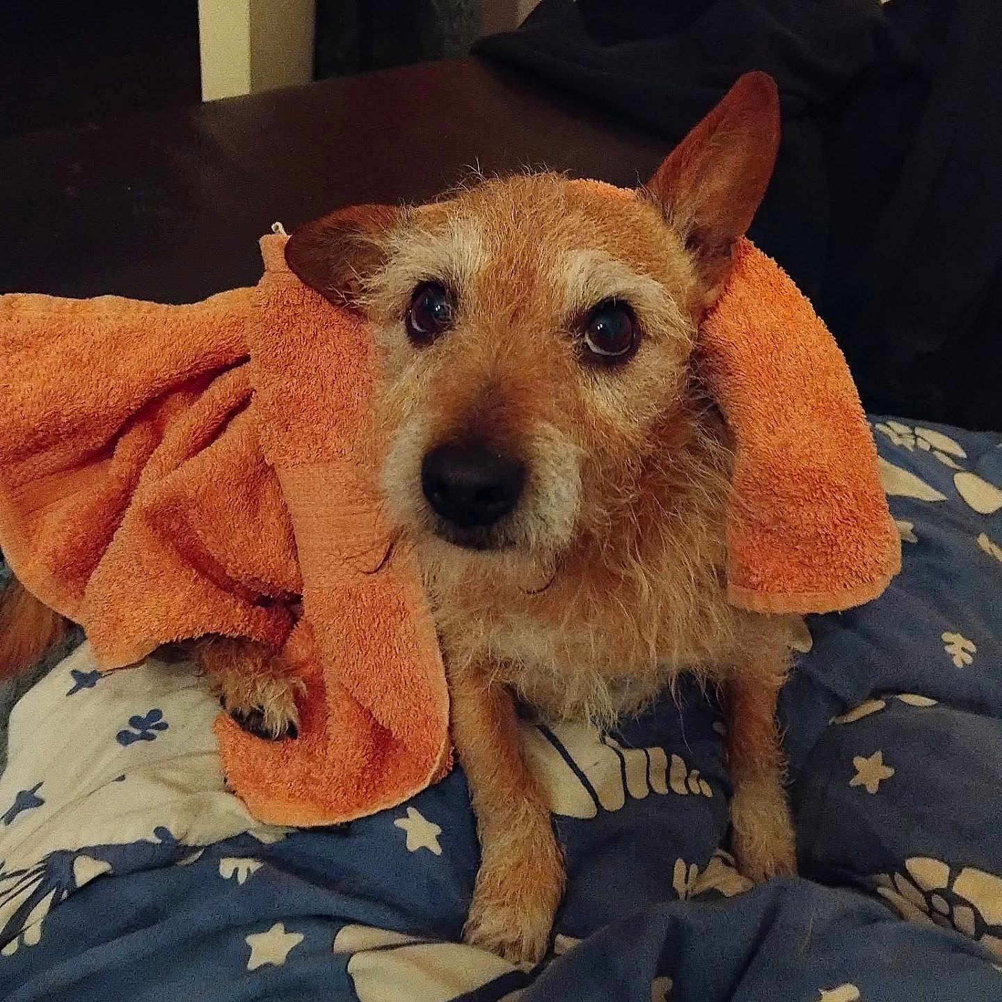 Mystic participe au concours pour gagner de l'argent avec cette photo : animal, bed, blanket, brown, comfort, cozy, cute, dog, ears, expression, eyes, fur, indoor, looking_up, paw, pet, resting, small_dog, snout, towel