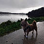 adventure, animal, canine, cloudy, dog, fur, grass, harness, lake, moody, nature, outdoor, overcast_sky, puddle, quiet, reflection, scenic, trees, water, wet_path