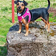 Lily is registered to the contest to win money with this photo: dog, small_dog, pink_harness, rock, moss, grass, outdoor, tree, nature, animal, pet, canine, field, sunny, daylight, fence, building, alert, standing, ears_up