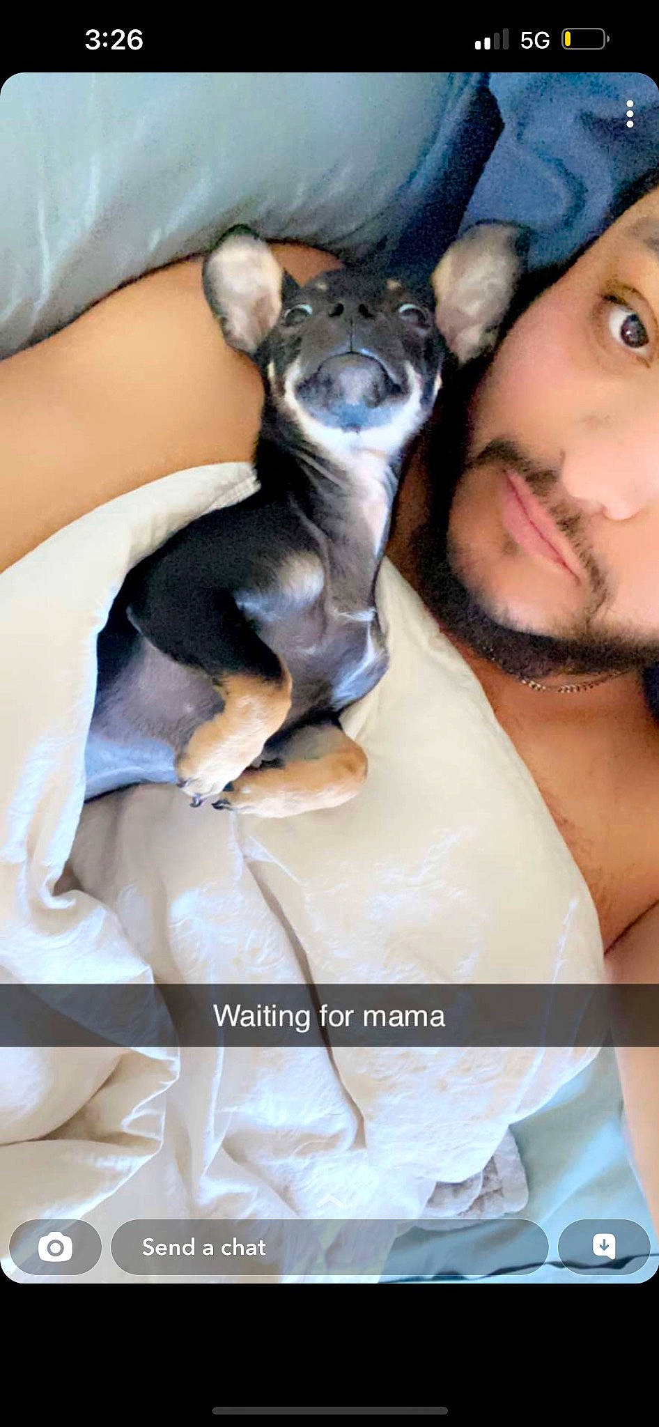 Sora joined the competition — help win amazing prizes! beard, carnivore, chest, comfort, companion_dog, dog_breed, ear, eyelash, fawn, felidae, finger, fur, gesture, nail, thigh, throat, thumb, toy_dog, whiskers, white