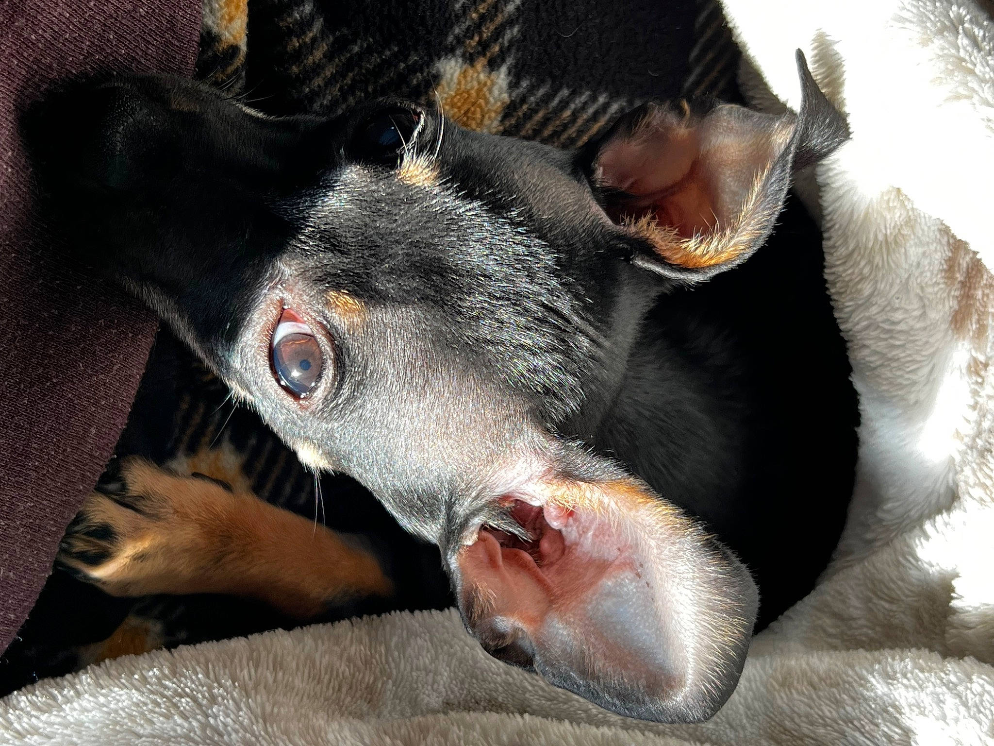 Sora is registered to the contest to win money with this photo: canidae, carnivore, close_up, companion_dog, dog, dog_breed, ear, eye, fang, fawn, fur, jaw, livestock, paw, snout, sporting_group, terrestrial_animal, whiskers, wildlife, working_animal