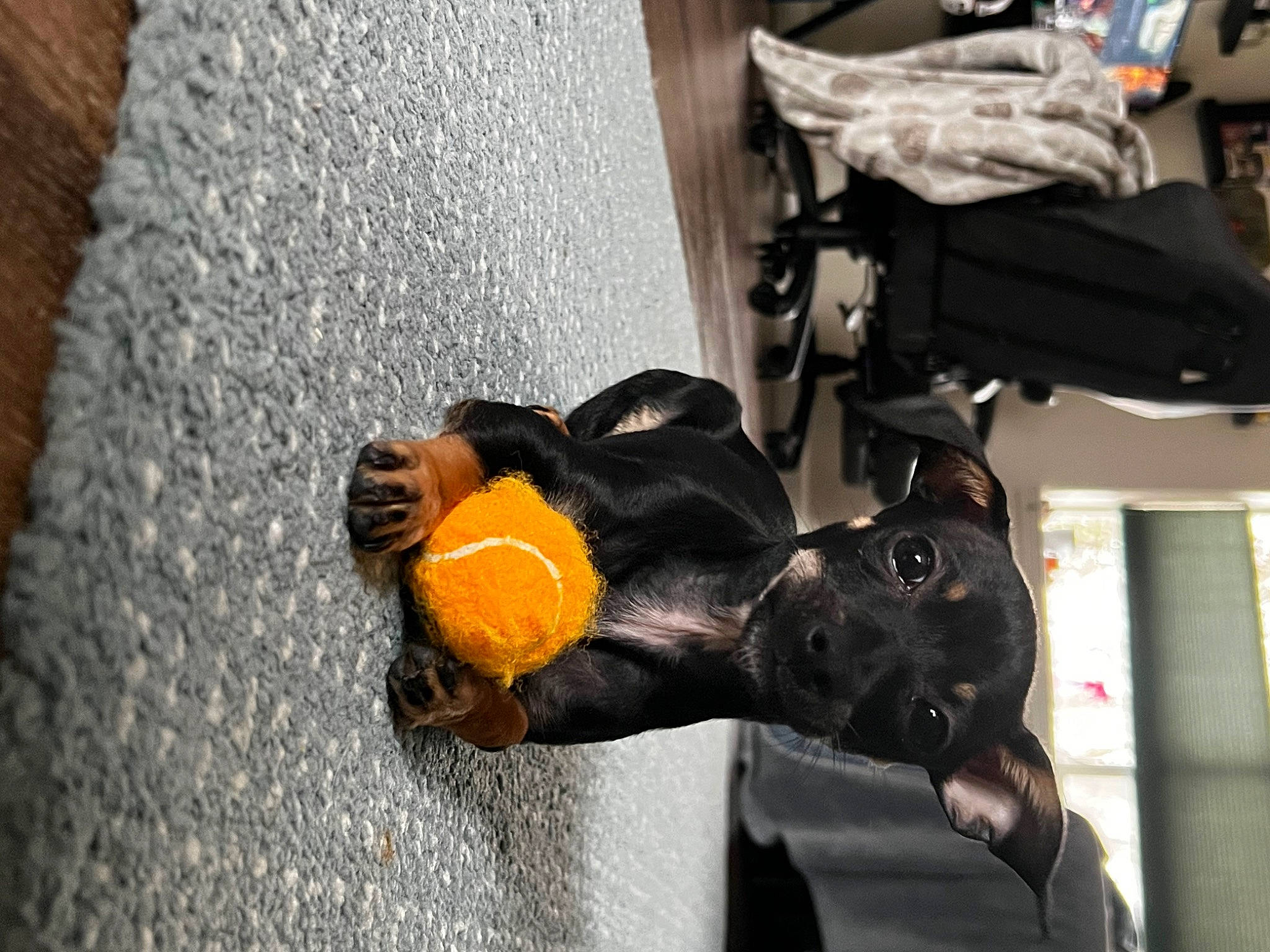 Sora is registered to the contest to win money with this photo: art, asphalt, audio_equipment, auto_part, automotive_tire, automotive_wheel_system, canidae, car, fur, glove, guard_dog, machine, plush, road_surface, sporting_group, street, stuffed_toy, tail, toy, vehicle_door