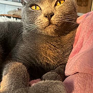 Silver a rejoint le concours — aidez-le/la à gagner de superbes lots ! cat, gray_cat, feline, pet, animal, close_up, golden_eyes, whiskers, soft_fur, relaxed, indoor, blanket, pink_blanket, paw, portrait, sunlight, cozy, resting, cute, domestic_animal