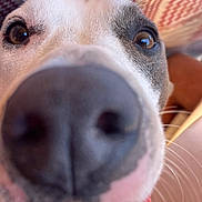 Simba a rejoint le concours — aidez-le/la à gagner de superbes lots ! dog, close_up, nose, mouth, teeth, eyes, curious, pet, animal, whiskers, snout, canine, indoor, fur, face, tongue, playful, cute, expression, domestic
