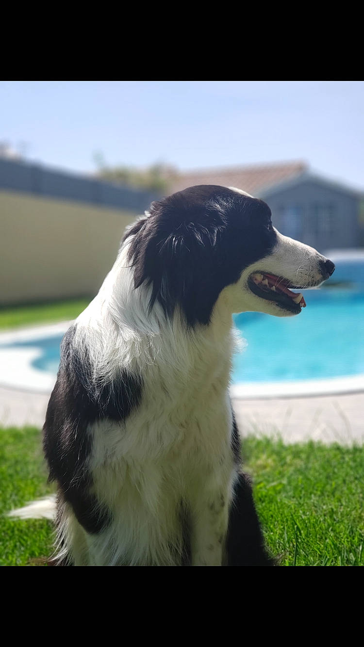 Litchee a rejoint le concours — aidez-le/la à gagner de superbes lots ! australian_shepherd, border_collie, canidae, carnivore, companion_dog, dog, dog_breed, english_shepherd, herding_dog, landseer, mammal, rare_breed_dog, snout, sporting_group, stabyhoun, vertebrate