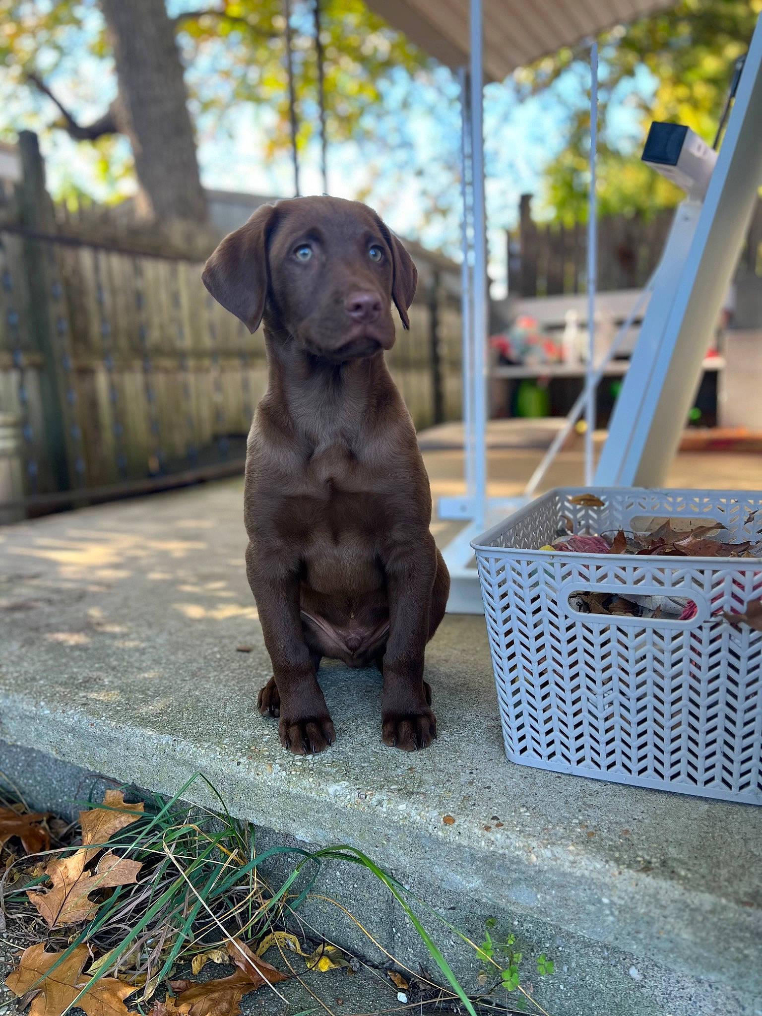 Gunner joined the competition — help win amazing prizes! borador, canidae, carnivore, companion_dog, dog, dog_breed, dog_collar, fawn, grass, gun_dog, liver, metal, pet_supply, sky, snout, sporting_group, terrestrial_animal, tree, wood, working_animal