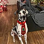 great_dane, dog, christmas_tie, holiday, living_room, wooden_floor, christmas_tree, decorations, person, blanket, couch, lights, festive, indoor, home, relaxed, wrapped_in_blanket, seated, holiday_season, pet