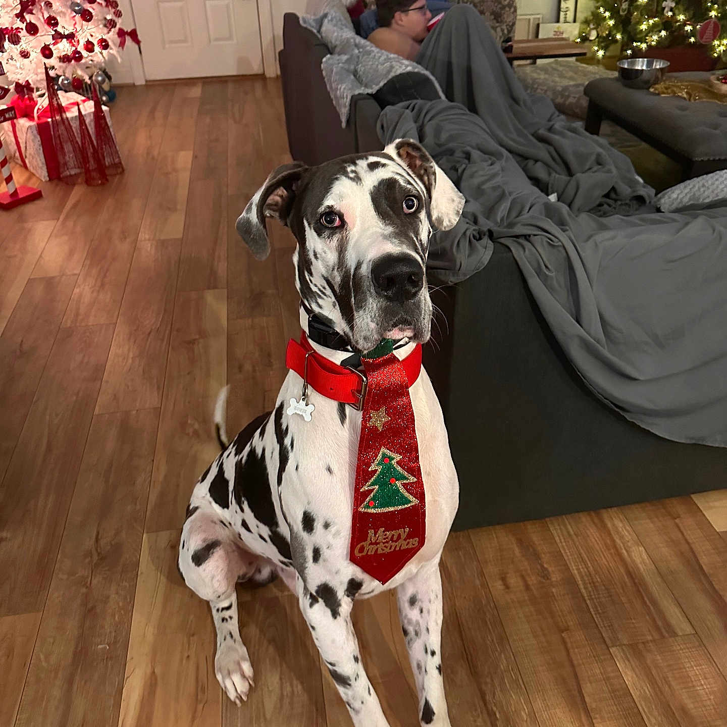 Howie is registered to the contest to win money with this photo: blanket, christmas_tie, christmas_tree, couch, decorations, dog, festive, great_dane, holiday, holiday_season, home, indoor, lights, living_room, person, pet, relaxed, seated, wooden_floor, wrapped_in_blanket