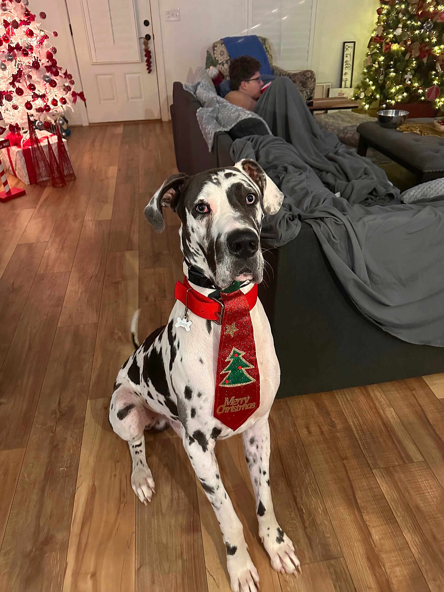 Howie is registered to the contest to win money with this photo: great_dane, dog, christmas_tie, holiday, living_room, wooden_floor, christmas_tree, decorations, person, blanket, couch, lights, festive, indoor, home, relaxed, wrapped_in_blanket, seated, holiday_season, pet