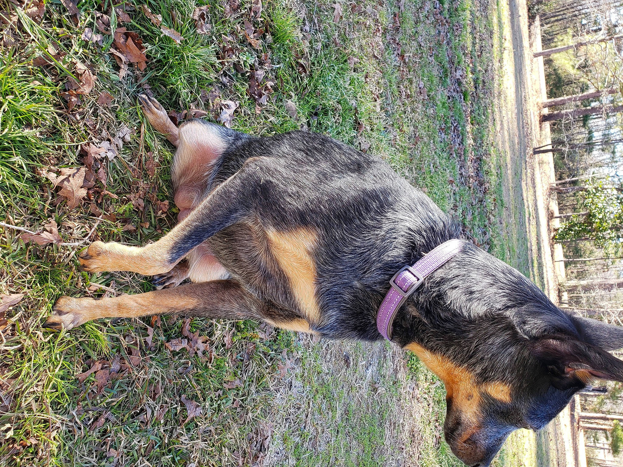 Haley is registered to the contest to win money with this photo: biting, canidae, carnivore, collar, dog, dog_breed, dog_collar, dog_supply, fawn, german_shepherd_dog, grass, groundcover, old_german_shepherd_dog, pet_supply, plant, snout, sporting_group, tail, working_animal, working_dog