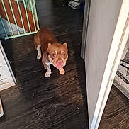 Skyna a rejoint le concours — aidez-le/la à gagner de superbes lots ! dog, brown_dog, indoor, wooden_floor, door, pet, curious, looking_up, flooring, wall, door_frame, vacuum_cleaner, metal_bowl, baby_gate, household, home_interior, animal, companion, cute, canine