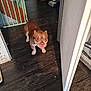 dog, brown_dog, indoor, wooden_floor, door, pet, curious, looking_up, flooring, wall, door_frame, vacuum_cleaner, metal_bowl, baby_gate, household, home_interior, animal, companion, cute, canine