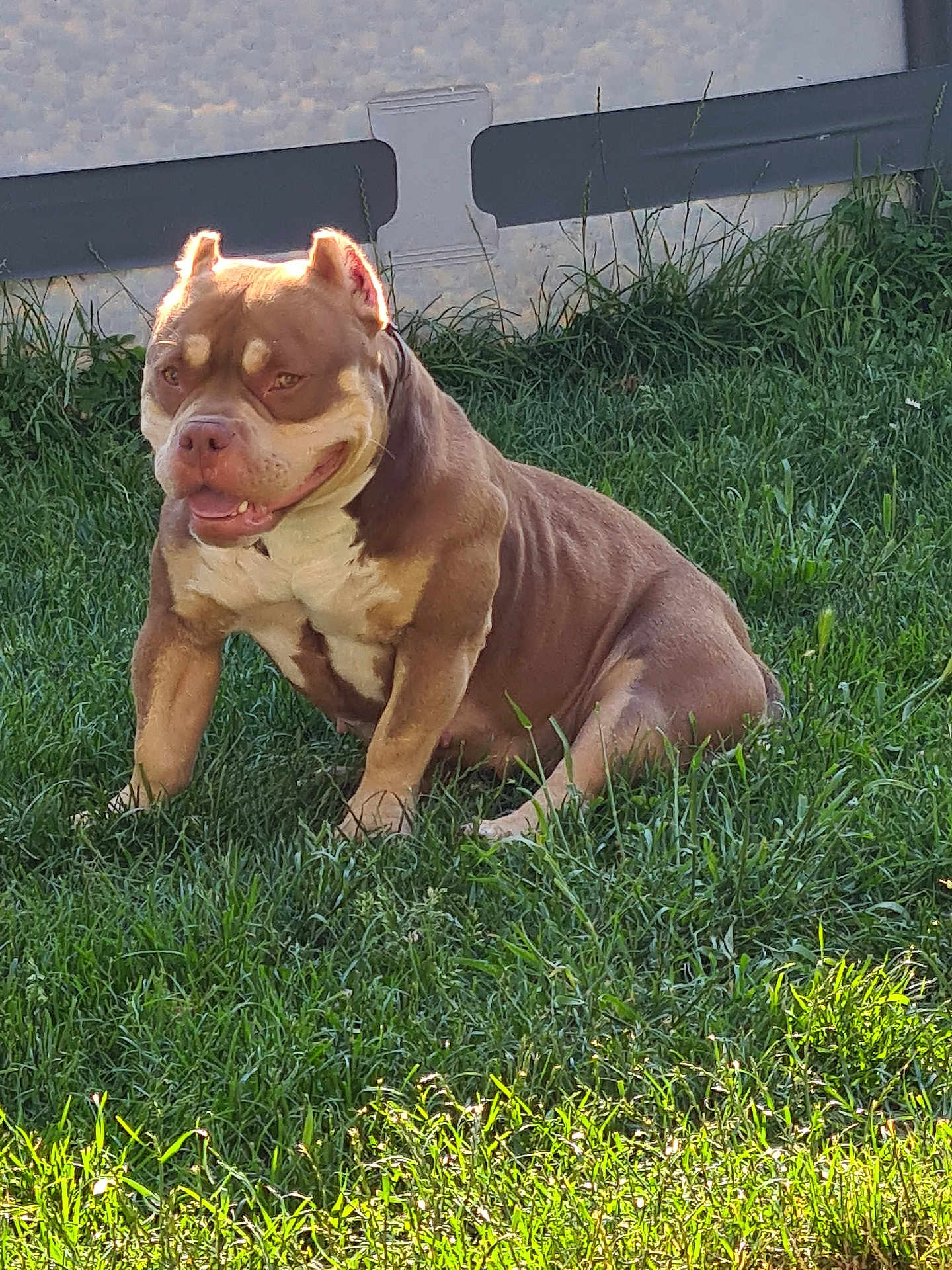 Skyna participe au concours pour gagner de l'argent avec cette photo : dog, grass, sunlight, outdoor, pet, fence, brown, white, happy, sitting, muscular, canine, nature, yard, animal, daytime, fur, muzzle, ears, collar