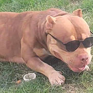 Skyna a rejoint le concours — aidez-le/la à gagner de superbes lots ! animal, brown, canine, cool, cute, daytime, dog, ears, grass, lying_down, muzzle, nature, outdoor, paw, pet, portrait, relaxed, summer, sunglasses, sunny