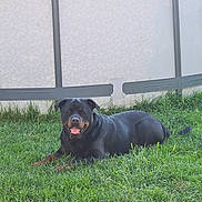 Taya a rejoint le concours — aidez-le/la à gagner de superbes lots ! dog, rottweiler, grass, outdoor, pet, animal, canine, lying_down, tongue_out, happy, sunlight, fence, greenery, nature, mammal, domestic_animal, summer, playful, friendly, companion