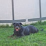 dog, rottweiler, grass, outdoor, pet, animal, canine, lying_down, tongue_out, happy, sunlight, fence, greenery, nature, mammal, domestic_animal, summer, playful, friendly, companion
