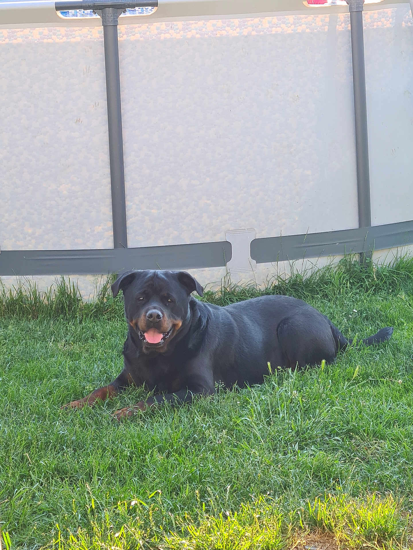Taya a rejoint le concours — aidez-le/la à gagner de superbes lots ! dog, rottweiler, grass, outdoor, pet, animal, canine, lying_down, tongue_out, happy, sunlight, fence, greenery, nature, mammal, domestic_animal, summer, playful, friendly, companion