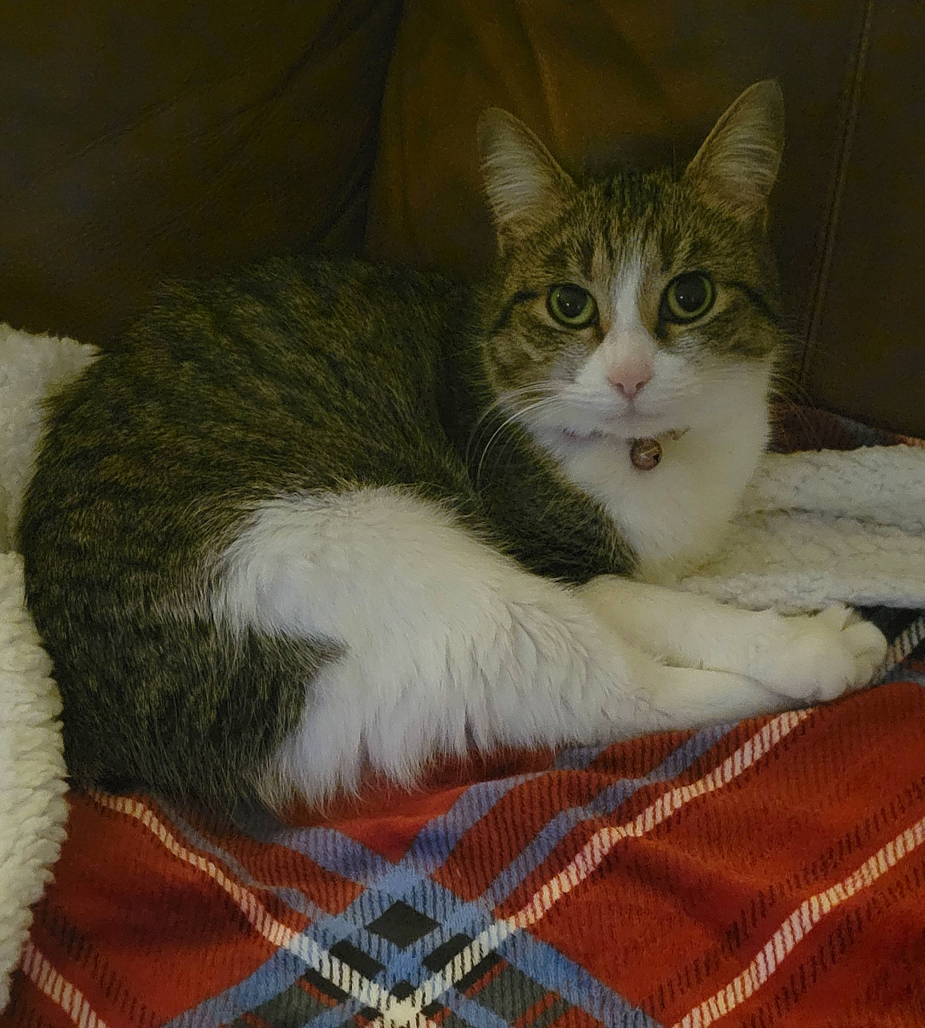 Lavender joined the competition — help win amazing prizes! box, carnivore, cat, cat_furniture, cat_supply, claw, comfort, domestic_short_haired_cat, felidae, fur, pattern, paw, plaid, small_to_medium_sized_cats, tail, textile, whiskers, woven_fabric