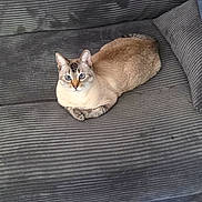 Cleo joined the competition — help win amazing prizes! cat, animal, pet, feline, sitting, sofa, couch, indoors, living_room, furniture, beige, brown, blue_eyes, ears, whiskers, paws, portrait, rug, carpet, home