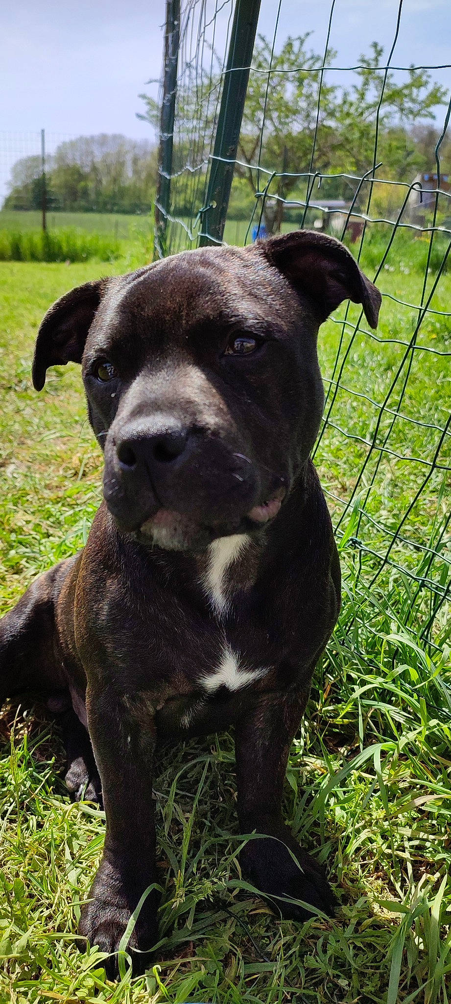 Diabolo a rejoint le concours — aidez-le/la à gagner de superbes lots ! canidae, carnivore, collar, companion_dog, dog, dog_breed, dog_collar, fawn, fence, grass, grassland, non_sporting_group, plant, snout, sporting_group, terrestrial_animal, tree, whiskers, working_animal, working_dog