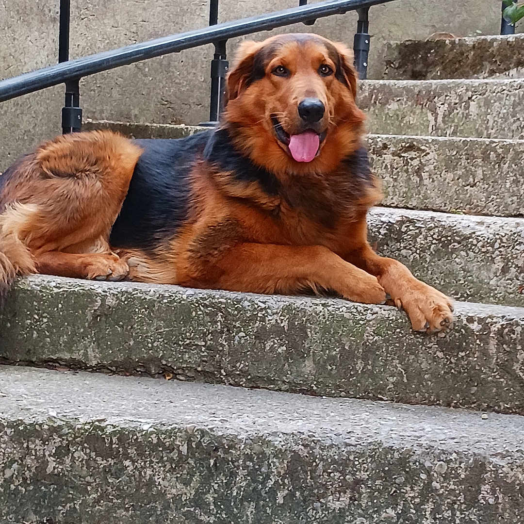 Pitt a rejoint le concours — aidez-le/la à gagner de superbes lots ! animal, black, brown, canine, concrete, daylight, dog, fur, happy, muzzle, nature, outdoor, paw, pet, railing, relaxed, resting, stairs, tongue_out, wall