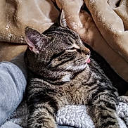 Raya is registered to the contest to win money with this photo: cat, tabby_cat, pet, tongue_out, whiskers, fur, stripes, ear, paw, close_up, blanket, knit_blanket, cozy, indoor, human_arm, resting, relaxed, nap, soft_texture, portrait