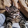 cat, tabby_cat, pet, tongue_out, whiskers, fur, stripes, ear, paw, close_up, blanket, knit_blanket, cozy, indoor, human_arm, resting, relaxed, nap, soft_texture, portrait