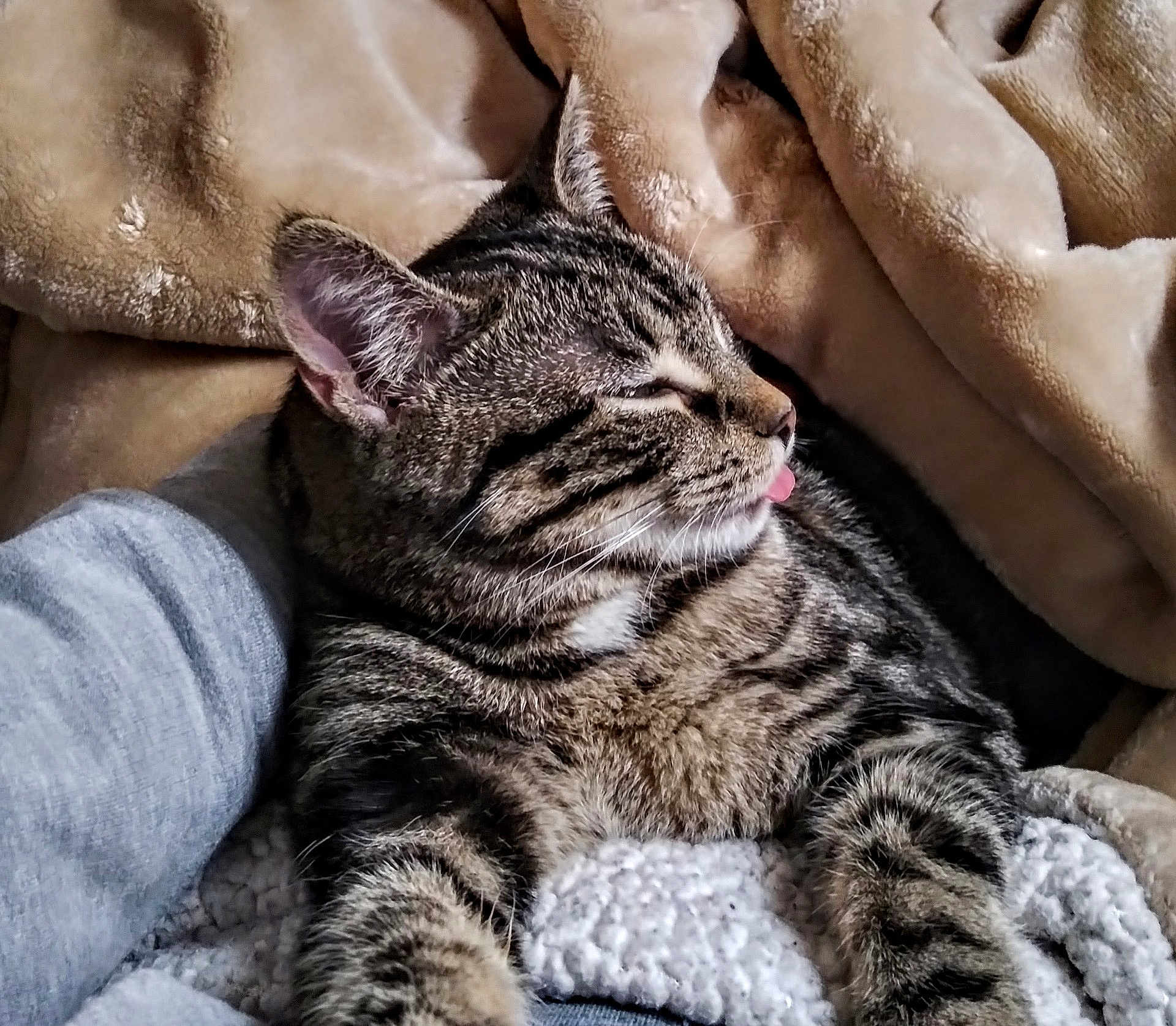 Raya is registered to the contest to win money with this photo: cat, tabby_cat, pet, tongue_out, whiskers, fur, stripes, ear, paw, close_up, blanket, knit_blanket, cozy, indoor, human_arm, resting, relaxed, nap, soft_texture, portrait