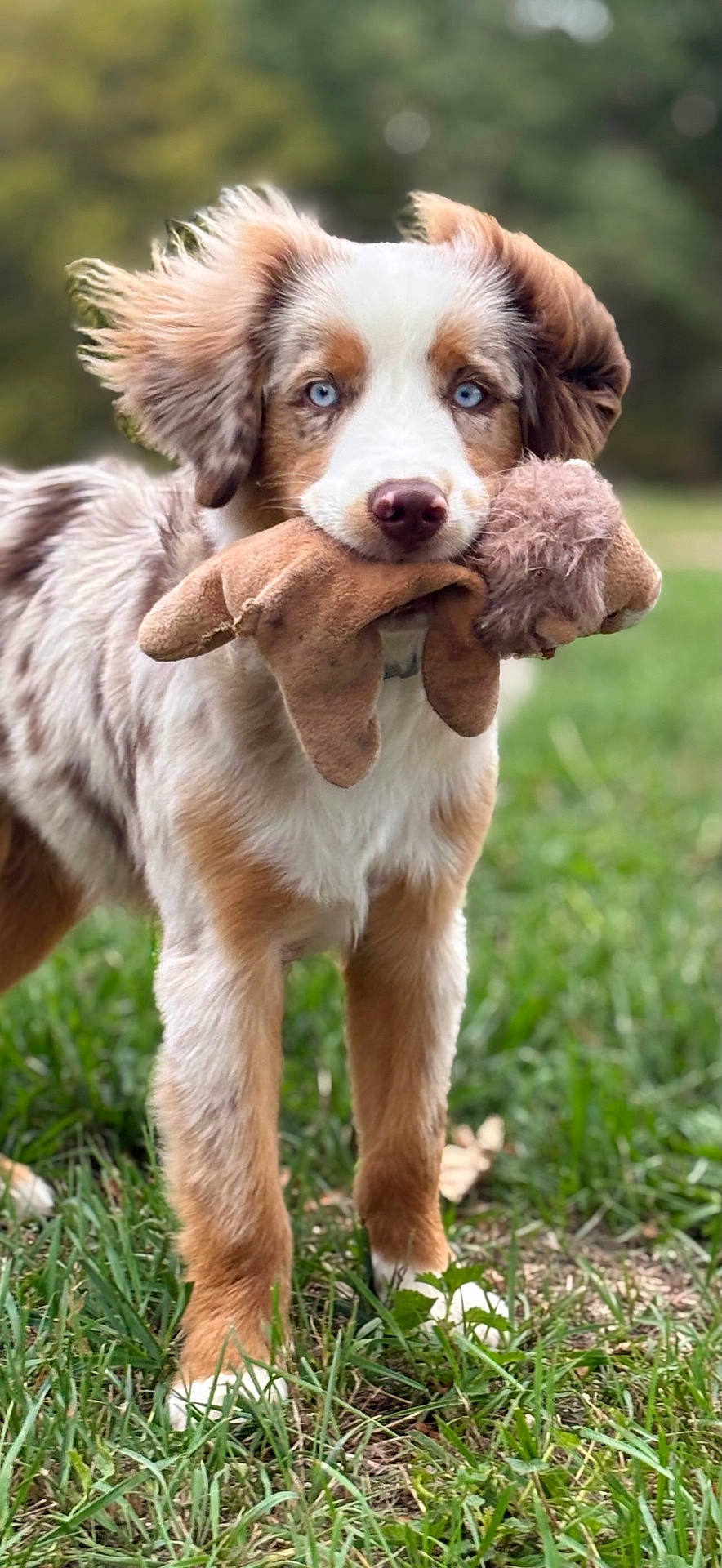 Buddy