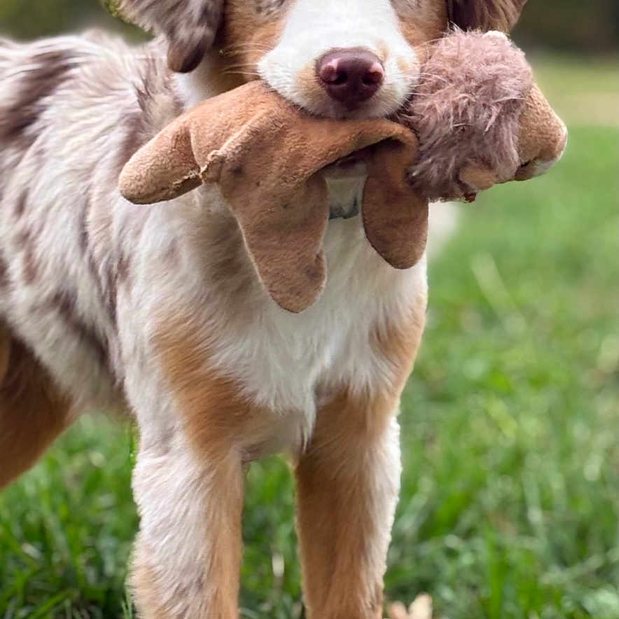 Buddy