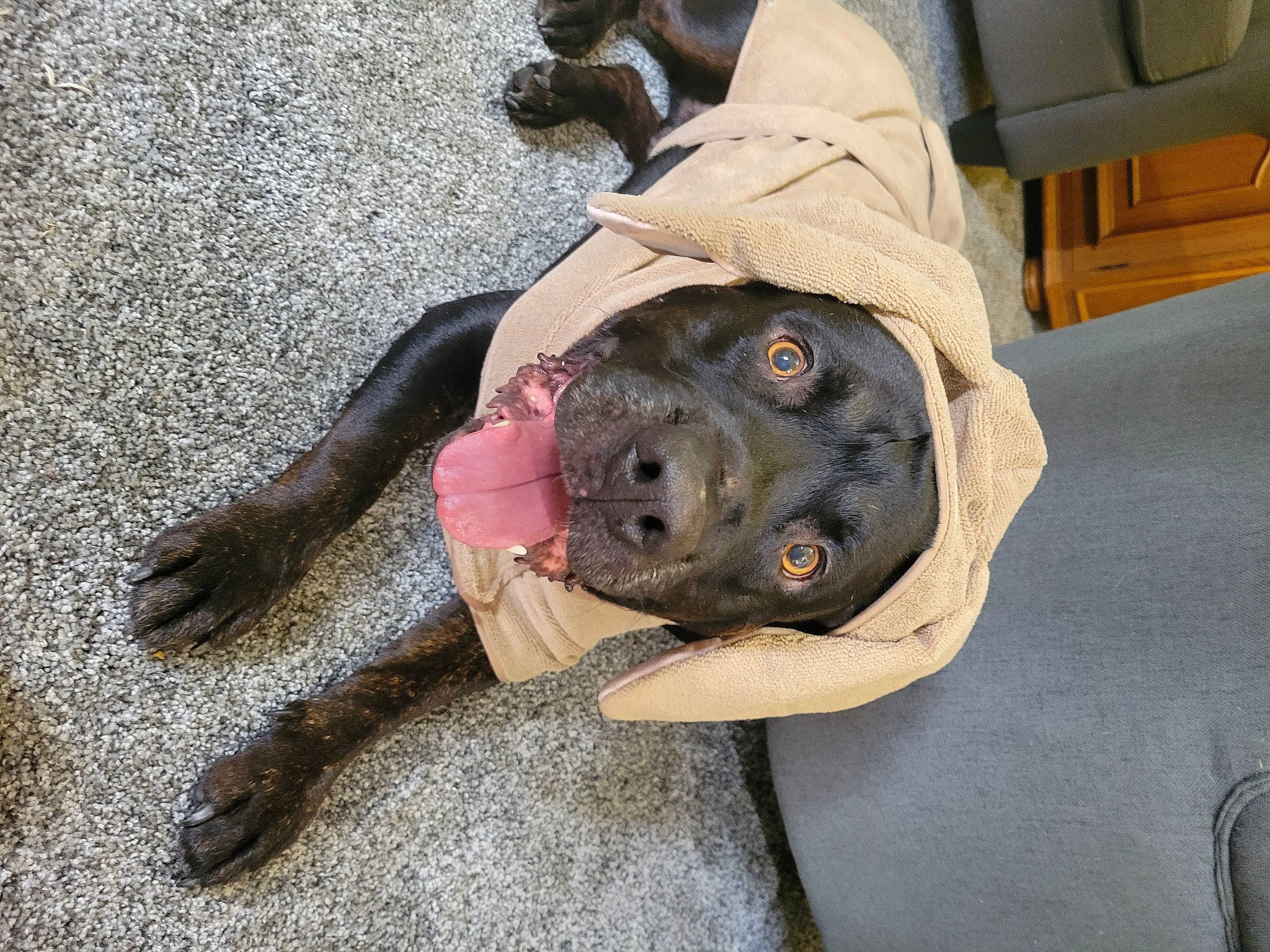 Doobie joined the competition — help win amazing prizes! asphalt, canidae, carnivore, comfort, companion_dog, dog, dog_breed, fawn, flooring, fur, guard_dog, hat, non_sporting_group, road_surface, snout, sporting_group, working_animal