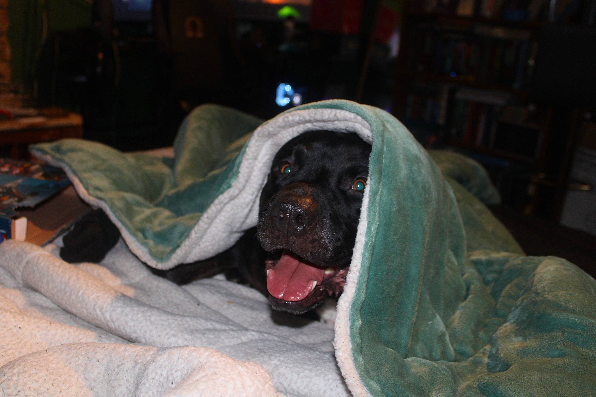 Doobie is registered to the contest to win money with this photo: canidae, carnivore, comfort, companion_dog, dog, dog_breed, dog_supply, fawn, fur, guard_dog, linens, puppy, room, sitting, snout, sporting_group, toy_dog, whiskers, working_animal, wrinkle