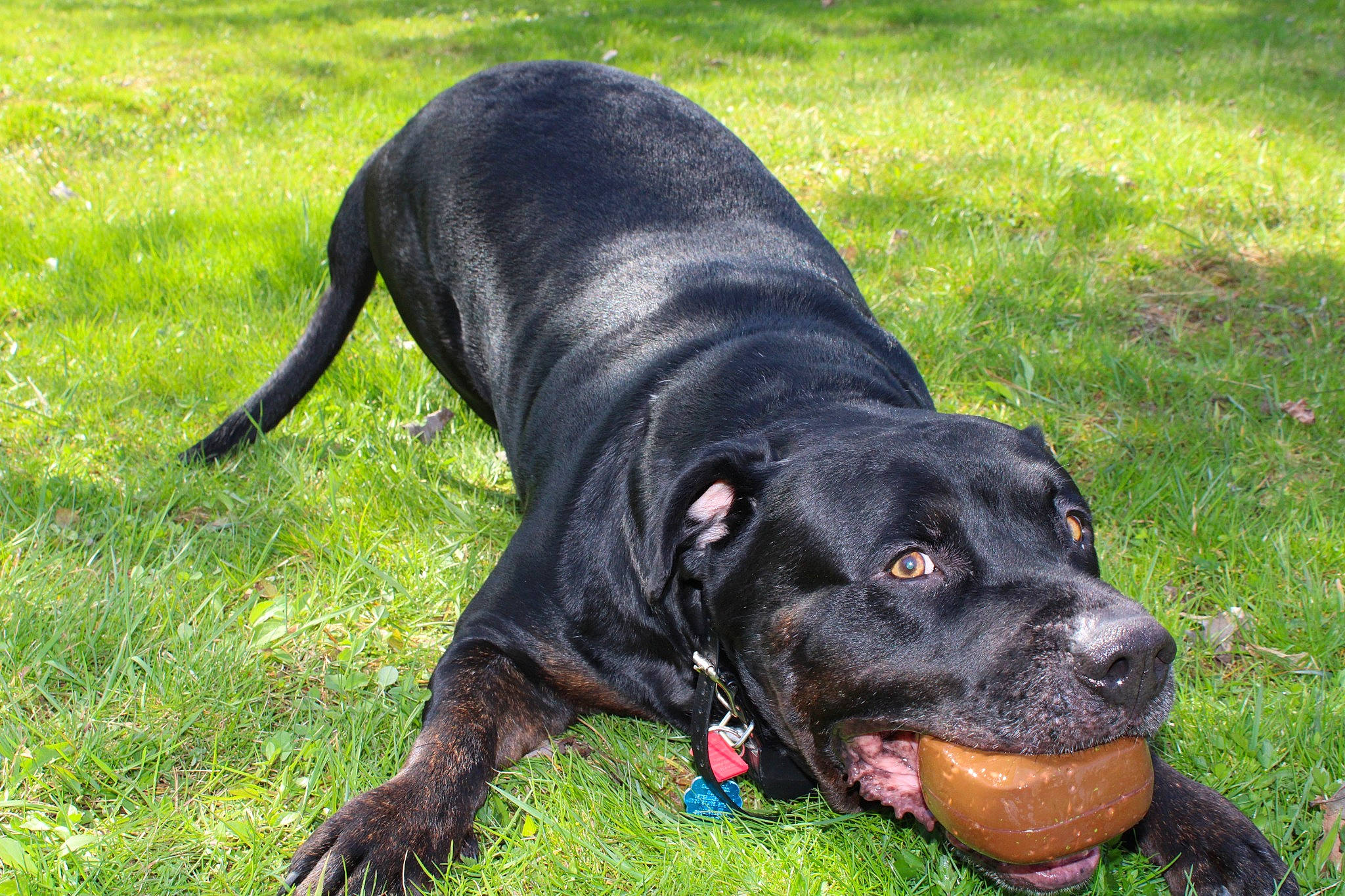 Doobie is registered to the contest to win money with this photo: borador, canidae, carnivore, collar, companion_dog, dog, dog_breed, dog_collar, dog_supply, grass, guard_dog, gun_dog, plant, retriever, snout, sporting_group, tail, terrestrial_animal, working_animal, working_dog