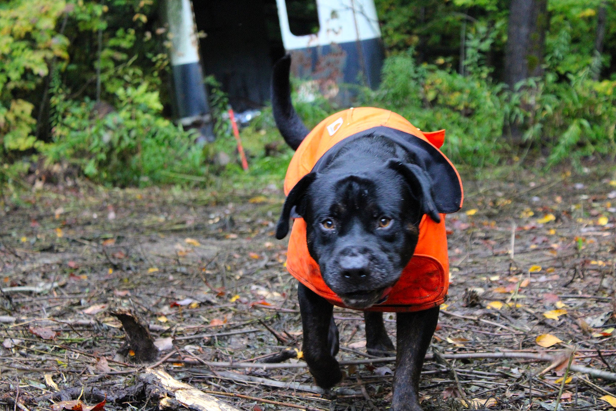Doobie is registered to the contest to win money with this photo: adventure, autumn, canidae, carnivore, companion_dog, dog, dog_breed, fashion_accessory, forest, grass, hat, landscape, personal_protective_equipment, plant, soil, sporting_group, tree, walking, woodland, working_animal