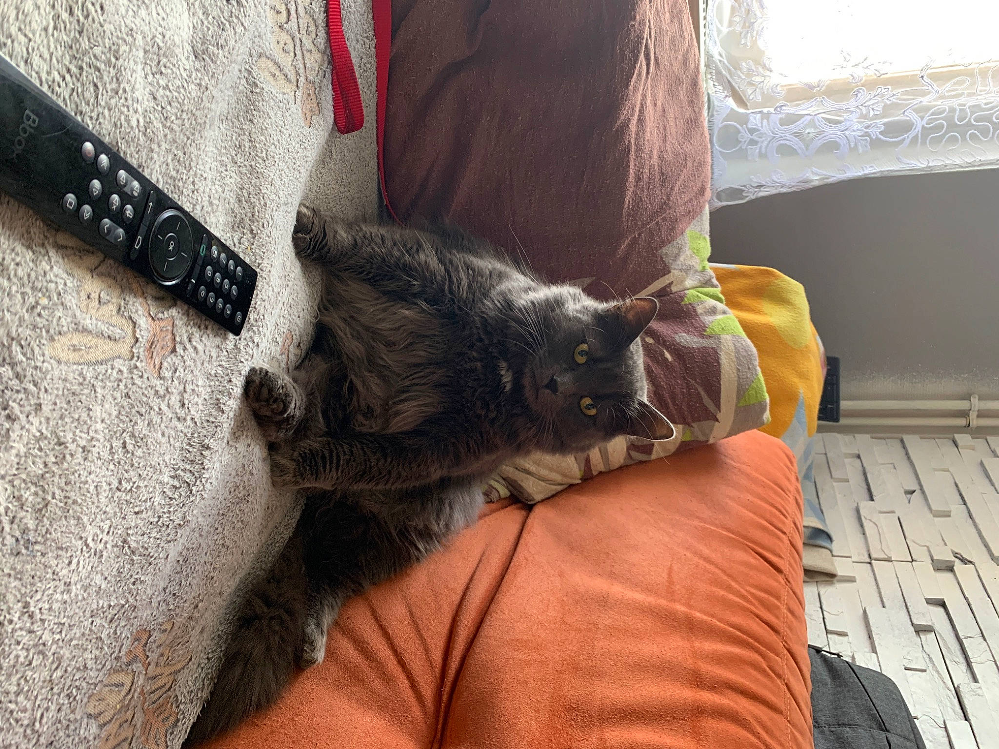 Grisy participe au concours pour gagner de l'argent avec cette photo : carnivore, cat, chartreux, comfort, couch, domestic_short_haired_cat, felidae, fur, kitten, leg, nap, norwegian_forest_cat, russian_blue, small_to_medium_sized_cats, tail, whiskers