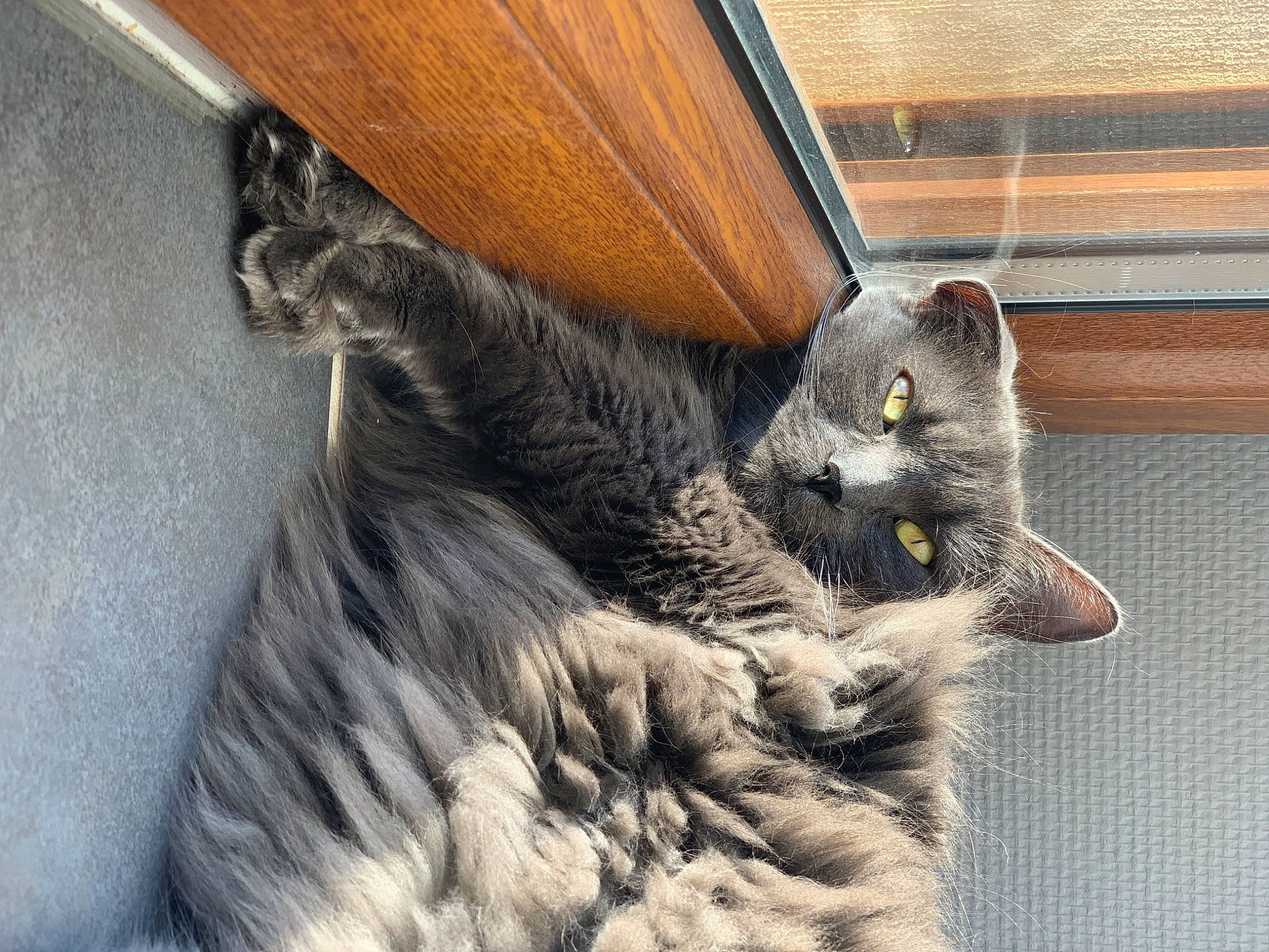 Grisy participe au concours pour gagner de l'argent avec cette photo : british_longhair, british_semi_longhair, carnivore, cat, chartreux, domestic_long_haired_cat, domestic_short_haired_cat, european_shorthair, felidae, fur, kitten, maine_coon, nebelung, norwegian_forest_cat, russian_blue, small_to_medium_sized_cats, snout, whiskers