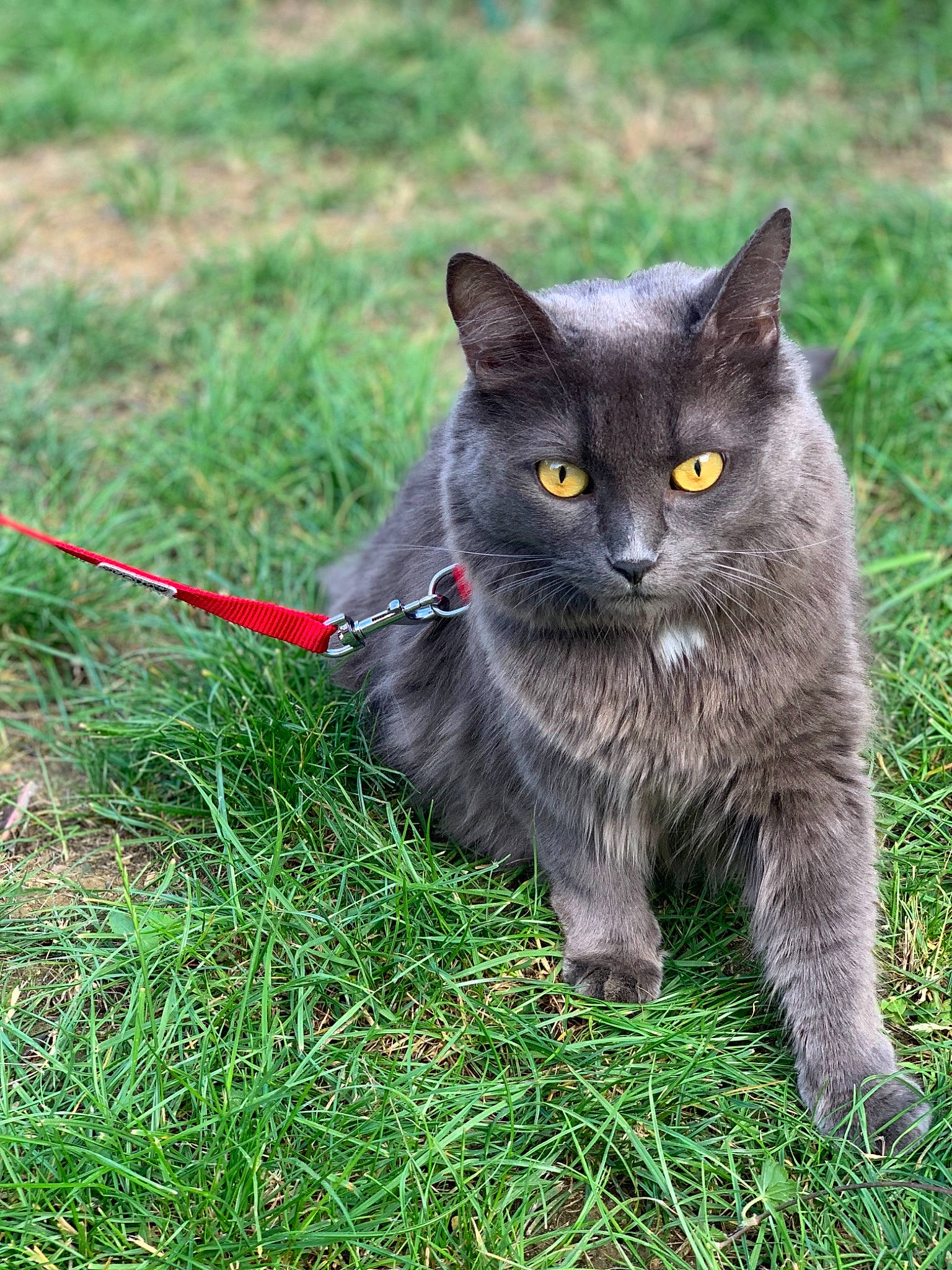 Grisy a rejoint le concours — aidez-le/la à gagner de superbes lots ! asian_semi_longhair, black_cat, british_semi_longhair, british_shorthair, carnivore, cat, chartreux, domestic_long_haired_cat, domestic_short_haired_cat, felidae, grass, lawn, mammal, nebelung, plant, small_to_medium_sized_cats, snout, vertebrate, whiskers, wild_cat
