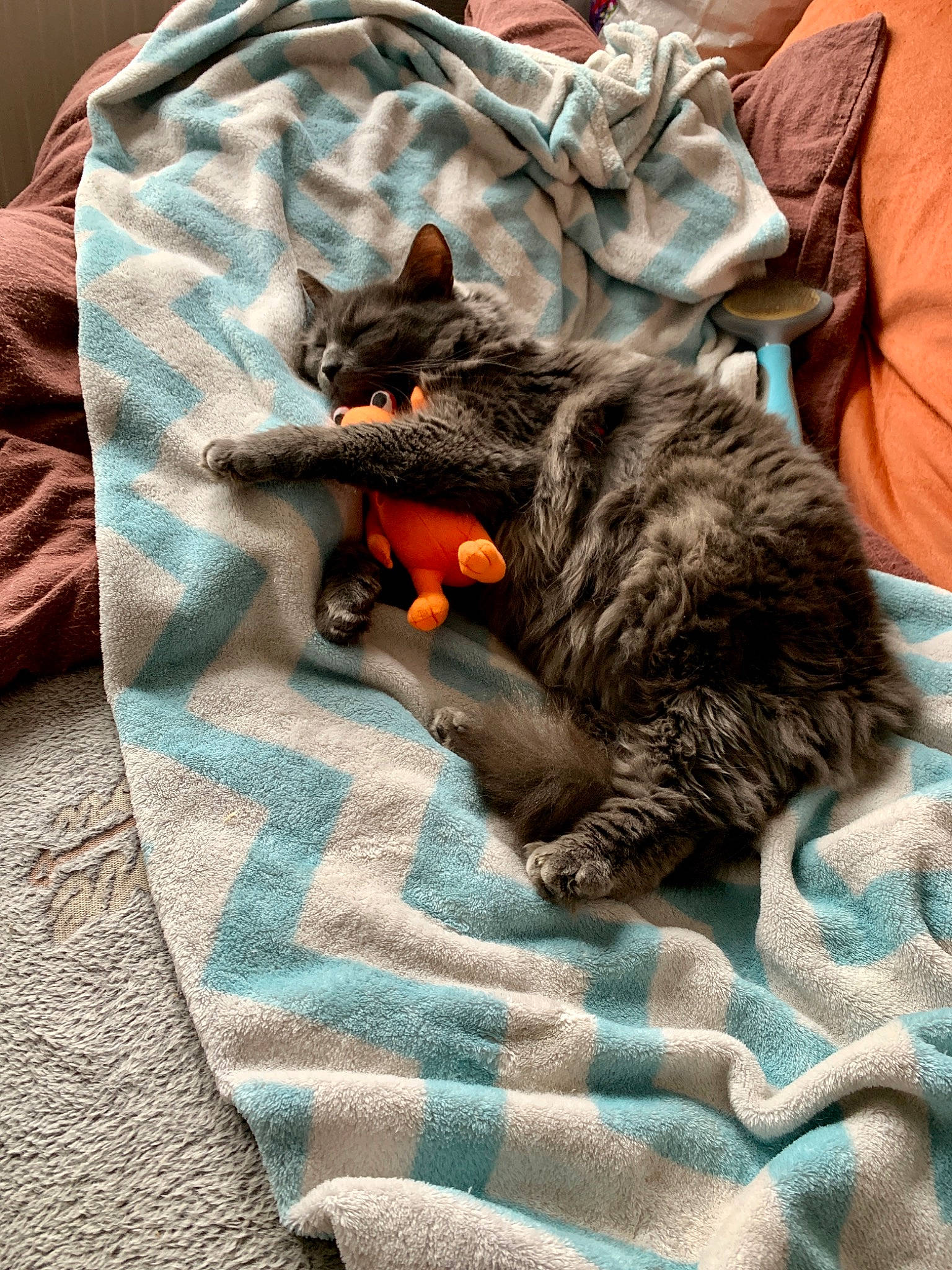 Grisy a rejoint le concours — aidez-le/la à gagner de superbes lots ! black_cat, carnivore, cat, claw, domestic_short_haired_cat, ear, european_shorthair, felidae, fur, kitten, nap, pixie_bob, play, sleep, small_to_medium_sized_cats, tabby_cat, tail, whiskers