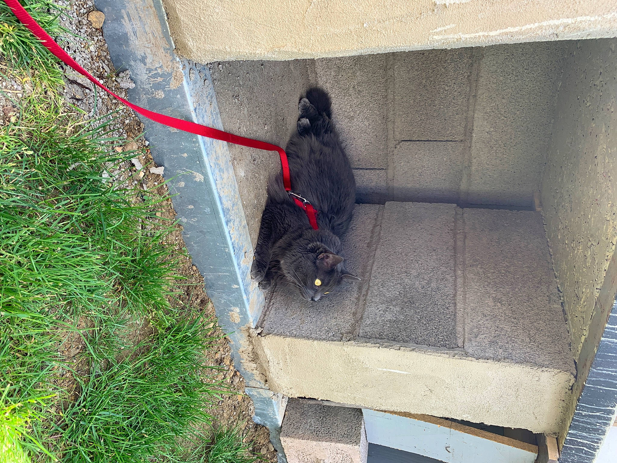 Grisy a rejoint le concours — aidez-le/la à gagner de superbes lots ! snout, tail