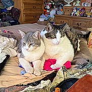 Tommy is registered to the contest to win money with this photo: cat, two_cats, bed, bedroom, dresser, stuffed_toys, fan, cozy, indoor, pet, paws, fur, close_up, blanket, clutter, furniture, green_eyes, loaf_pose, companion, towel