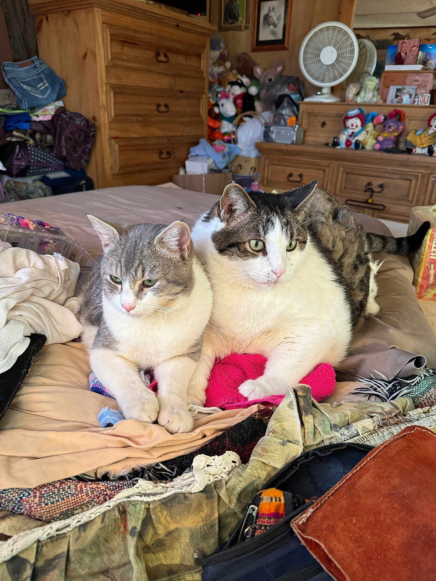 Tommy is registered to the contest to win money with this photo: cat, two_cats, bed, bedroom, dresser, stuffed_toys, fan, cozy, indoor, pet, paws, fur, close_up, blanket, clutter, furniture, green_eyes, loaf_pose, companion, towel