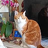 cat, orange_cat, white_cat, plant, orchid, flower, wooden_sculpture, digital_clock, candle, mantle, indoor, decor, houseplant, pet, feline, tabletop, leaf, domestic_animal, still_life, relaxed