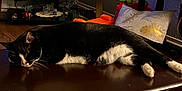 Tux is registered to the contest to win money with this photo: cat, black_and_white, table, living_room, television, decorations, cushion, toy, wooden_furniture, relaxed, indoor, floor, electronics, fabric, home_decor, pet, animal, resting, cozy, household