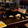 cat, black_and_white, table, living_room, television, decorations, cushion, toy, wooden_furniture, relaxed, indoor, floor, electronics, fabric, home_decor, pet, animal, resting, cozy, household