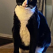 Tux joined the competition — help win amazing prizes! cat, tuxedo_cat, indoor, wooden_floor, pet, animal, feline, black_and_white, whiskers, sitting, curious, fur, domestic_cat, paws, eyes, face, background, household, cute, alert