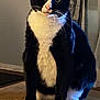 cat, tuxedo_cat, indoor, wooden_floor, pet, animal, feline, black_and_white, whiskers, sitting, curious, fur, domestic_cat, paws, eyes, face, background, household, cute, alert