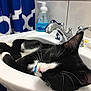 cat, sleeping, sink, bathroom, black_and_white, whiskers, faucet, soap_dispenser, shower_curtain, relaxing, nap, domestic_cat, tile_wall, pet, animal, resting, cozy, indoor, close_up, quiet